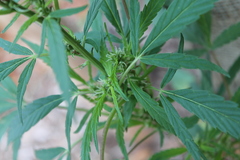 Cannabis sativa
