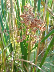 Scirpus microcarpus