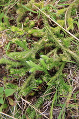 Lycopodiaceae