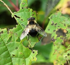 Eristalis anthophorina