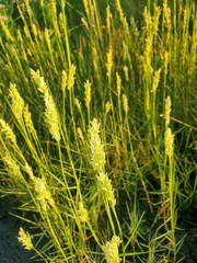 Distichlis spicata
