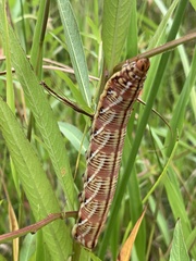 Eumorpha fasciatus