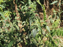 Monarda fistulosa