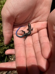 Plestiodon fasciatus