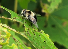Eristalis anthophorina
