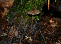 Entoloma dysthales