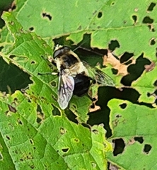Eristalis anthophorina