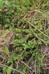 Lycopodiaceae