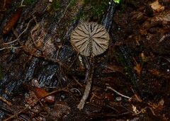 Entoloma dysthales