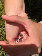 Plestiodon fasciatus