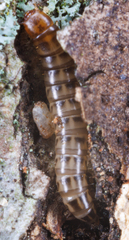 Meracantha contracta