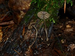 Entoloma dysthales