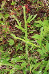 Lycopodiaceae