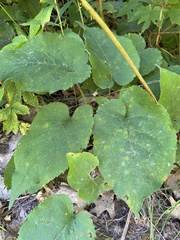 Scrobipalpula manierreorum