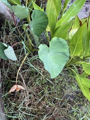 Colocasia