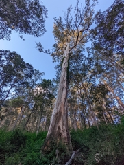 Eucalyptus propinqua