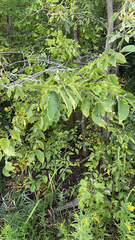 Ulmus rubra