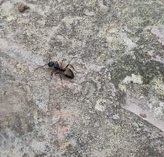 Dolichoderus doriae