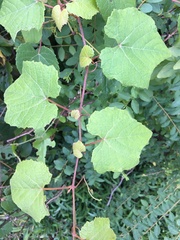Vitis labrusca