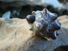 Stramonita biserialis