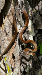 Mastigodryas boddaerti