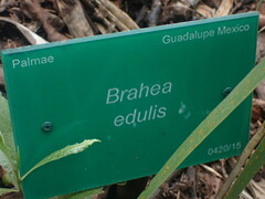 Brahea edulis