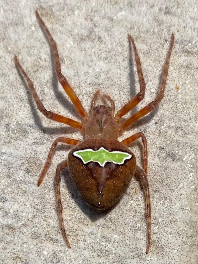 Eriophora