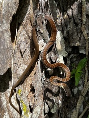 Mastigodryas boddaerti