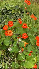 Tropaeolum majus
