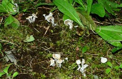 Claudopus