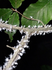 Grylloprociphilus imbricator