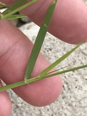 Bouteloua aristidoides