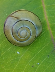 Cepaea
