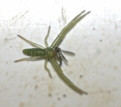 Cetratus rubropunctatus