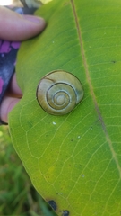 Cepaea