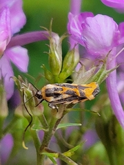Spragueia leo