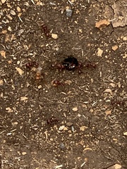 Formicidae
