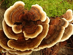 Trametes versicolor
