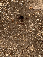 Formicidae