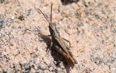 Chorthippus vagans