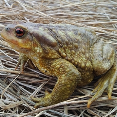 Bufo spinosus