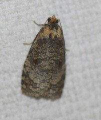 Cryptoptila australana