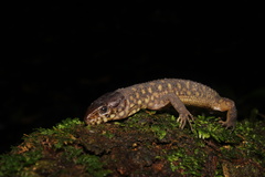 Lepidophyma flavimaculatum