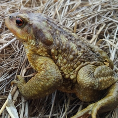 Bufo spinosus