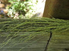 Panicum dichotomiflorum