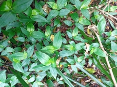 Tradescantia fluminensis