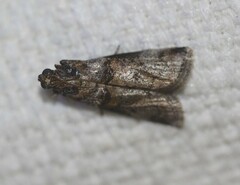 Conobathra hemichlaena