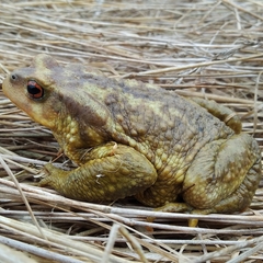 Bufo spinosus