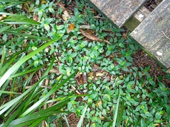 Tradescantia fluminensis