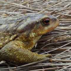 Bufo spinosus
